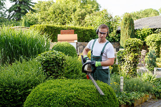 Professional Tree Removal Services in Lavon, TX